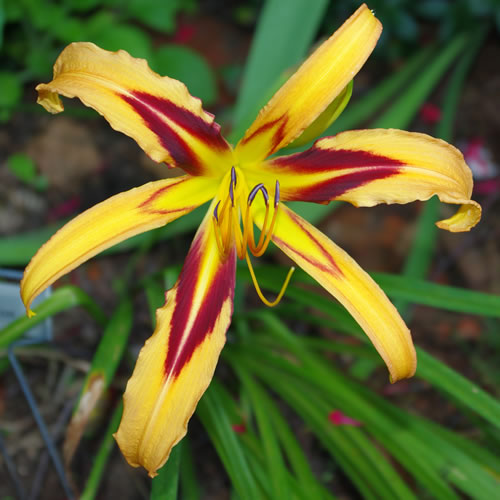 Hemerocallis Cherokee Vision
